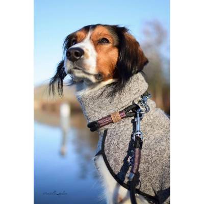 Hundehalsband Marke AlsterStruppi 