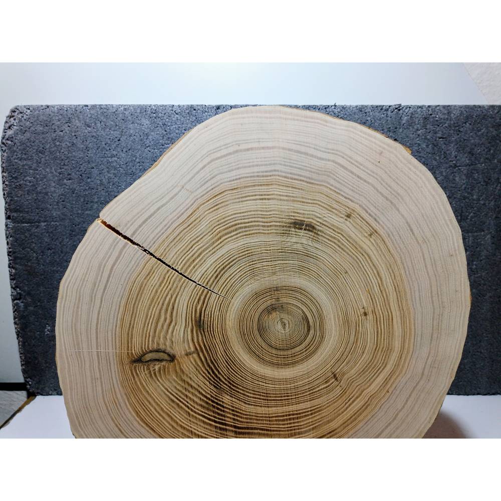 Groß,Baumscheibe, Holzscheibe, Esche, Bastelholz, Holzdeko, Dekoration,Holz, unbearbeitet