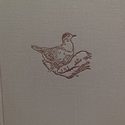 Mein Freund der Regenpfeifer