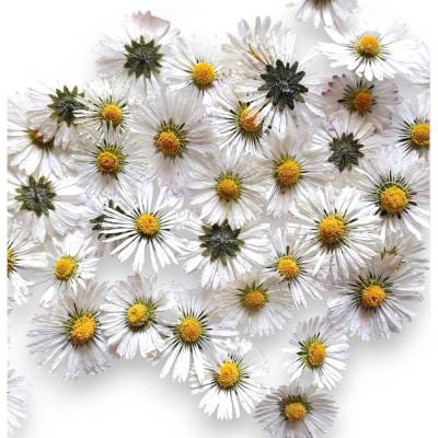 Bastelzubehör, Naturmaterial, 20 getrocknete Gänseblümchen Köpfe 3D, Gänseblume, Natur echte Blumen
