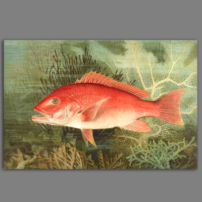 Leinwandbild Roter Fisch mit Korallen im Meer nach einem alten Gemälde Vintage 1880  Red Snapper Fische Bild