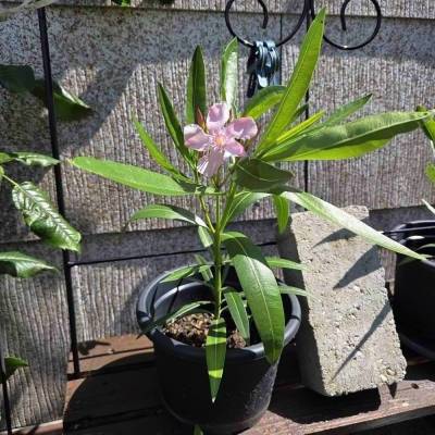 Oleander Nerium Jungpflanze – Steckling, ca. 15-30 cm, kräftig bewurzelt, Farbe unbekannt