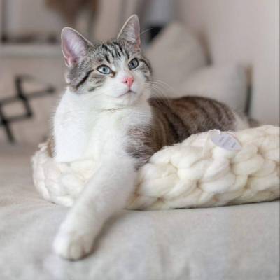 Katzenkorb | Katzenkörbchen | Katzenbett vegan