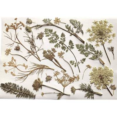 Ein Blatt voll Natur Nr. 7 – Getrocknete & gepresste Naturmaterialien: Blumen, Blätter & Pflanzen zum Basteln