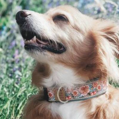 Hundehalsband oder Hundegeschirr DAISY, barock, Hunde, Blumen