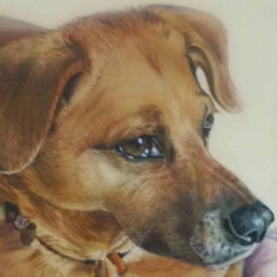 Benutzerdefiniertes Tierportrait  nach Fotovorlage, Haustiere Portrait, Hund oder Katze