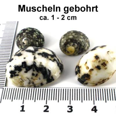 Muscheln - natur - ca. 10-20 mm - Loch ca. 1,5 mm - pro Packung 50 g 