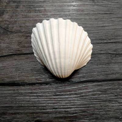 Rohling * Kleine Muschel * DIY - Acrylmalerei - Basteln
