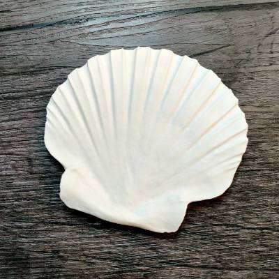 Rohling Jakobsmuschel - DIY - Dot Painting - Basteln