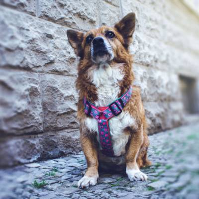 Hundegeschirr KISS ME - Bunter Kussmund-Look in Türkis & Pink