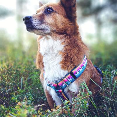 Hundegeschirr FRANKY - Alpaka-Design, verstellbar, ideal für coole Hunde und stilvolle Hundebesitzer