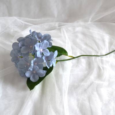 Hortensie hellblau