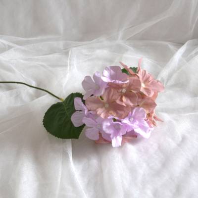 Hortensie flieder-beige