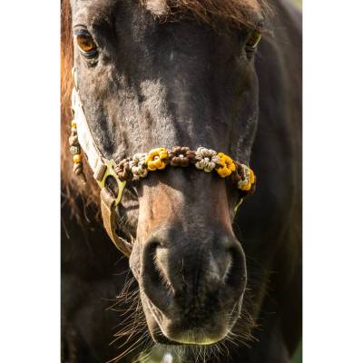 Pferdehalfter "Bouqet" Halfter Flechthalfter Paracord geflochten Pferd Pony Vollblut Warmblut Kaltblut