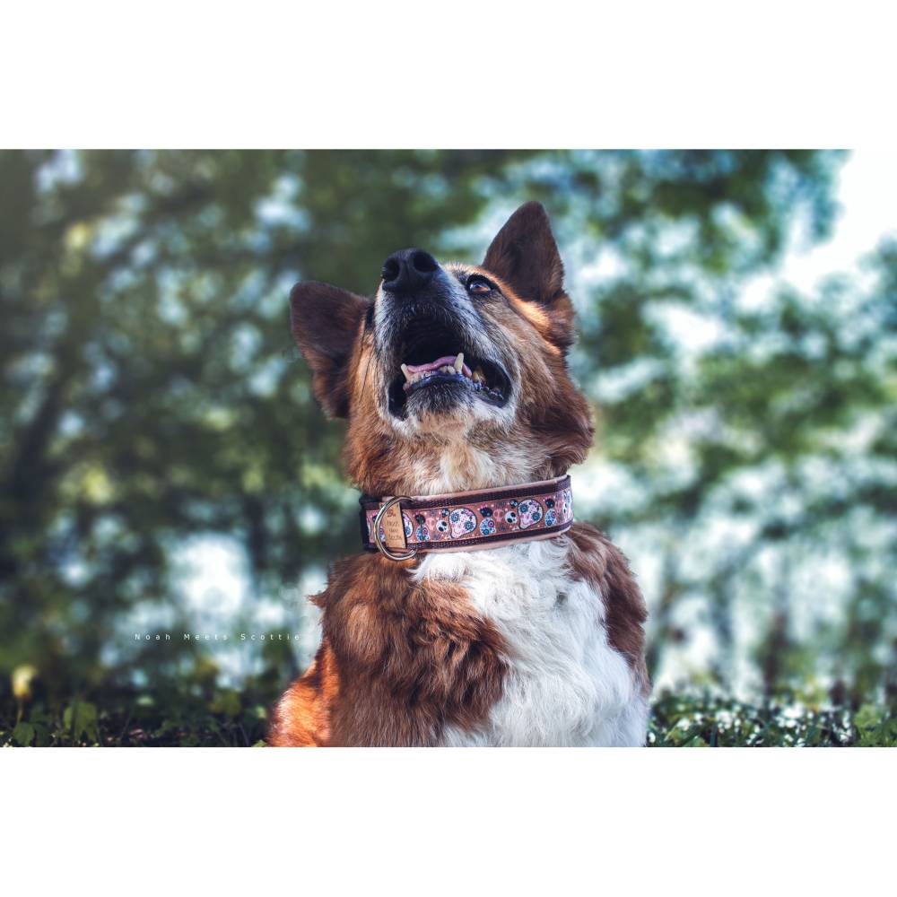 Hundehalsband oder Hundegeschirr  Zuckerse Totenkpfe, Rosa, Braun, Fr  Halloween & Da de los Muerto