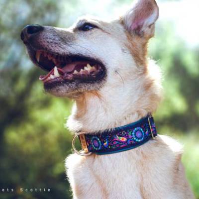 Hundehalsband oder Hundegeschirr JUNIPER - Paisley Muster, modern, Kunstleder