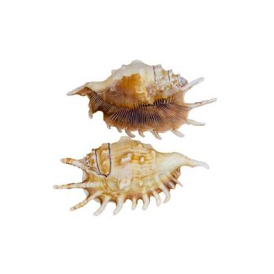 Echte Muschel Lambis millipeda Meeresschnecke – Maritime Deko ca. 11-13 cm kaufen