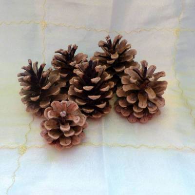 Zapfen, Pinienzapfen, braun, Naturmaterial, Dekoration, Tischdeko, Basteln, Weihnachten, Baumschmuck, Adventsschmuck