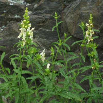 Saatgut: Aufrechter Ziest (Stachys recta)