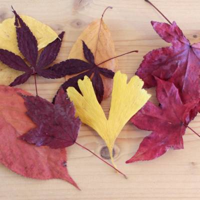 Getrocknete Herbstblätter, z. T. gepresst, als Streudeko o. ä., 10 Stück