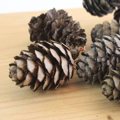Getrocknete Lärchen-Zapfen, als Streudeko zu Weihnachten o. ä., 20 Stück
