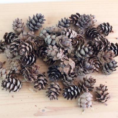 Getrocknete Mini-Lärchen-Zapfen, als Streudeko zu Weihnachten o. ä., 50 Stück