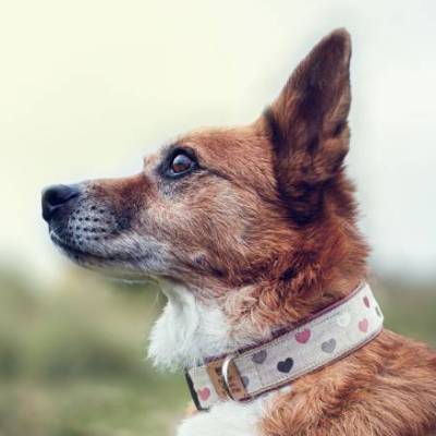 Hundehalsband oder Hundegeschirr LENI - romantisches Herz-Muster, altrosa Kunstleder