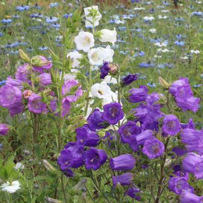Saatgut: Marien-Glockenblume (Campanula medium)