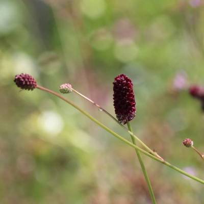 Saatgut: Großer Wiesenknopf (Sanguisorba officinalis)