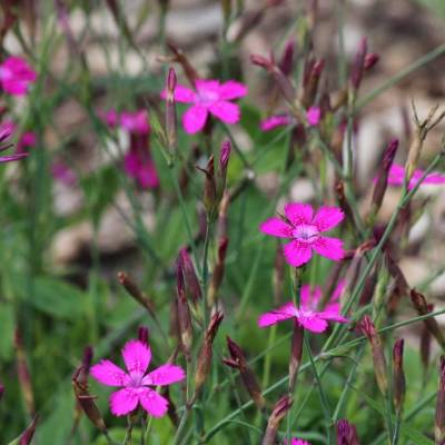 Saatgut: Heide-Nelke (Dianthus deltoides)
