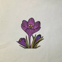 Krokus 12-14*18cm