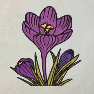 Krokus 12-14*18cm