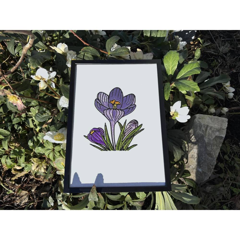 Krokus 12-14*18cm Bild 5