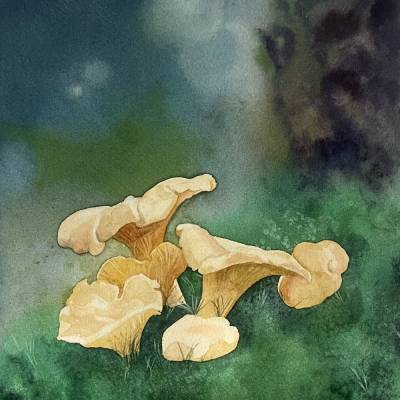 Das Aquarell "Pfifferlinge im Wald"