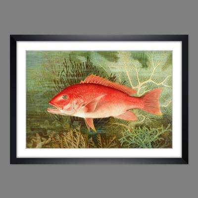 Poster Druck Roter Fisch mit Korallen im Meer nach einem alten Gemälde Vintage 1880  Red Snapper Querformat