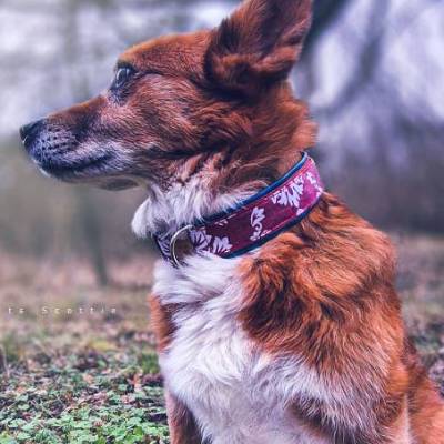Hundehalsband oder Hundegeschirr FLEUR – Barockmuster, Petrolblau, für Hunde, edel, modisch