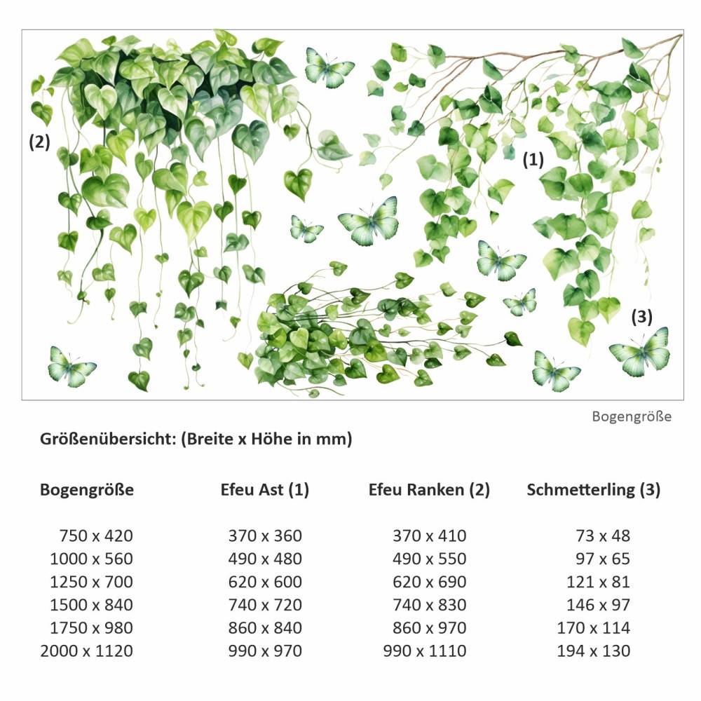 hedera plant Hedera helix variegata