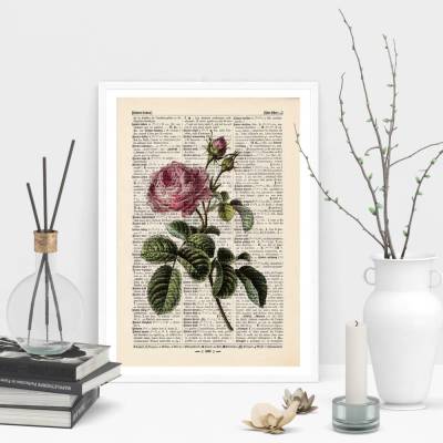 Rosa Centifolia - Druck auf antiquarischer Buchseite / bedruckte Buchseite