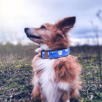 Hundehalsband oder Hundegeschirr DAISY MAISY – Blau, Gänseblümchen, Blumenmuster, gepolstert