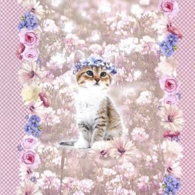 Jersey Panel Katze incl Kombistoff, 95% Baumwolle, 5% Elasthan