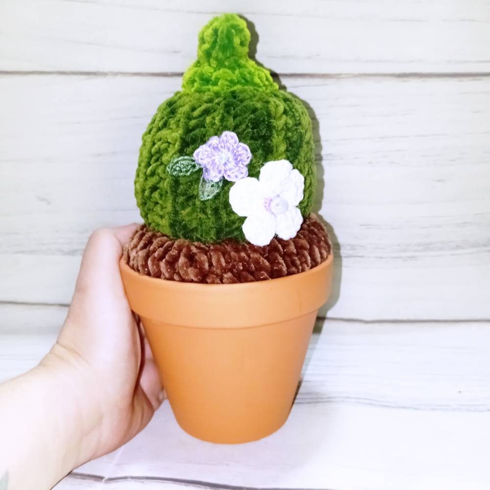 gehkelter Brust- Kaktus im Blumentopf (25cm)