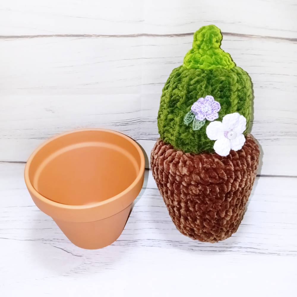 kaktus braune stellen Copiapoa atacamensis
