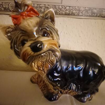 Yorkshire - Terrier von Goebel sucht neues Zuhause