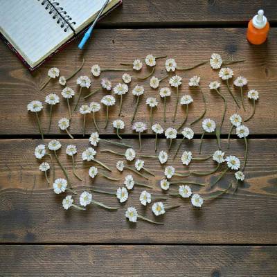 60 getrocknete gepresste Gänseblümchen mit Stiel – Naturmaterial, Bastelzubehör, echte Naturblumen