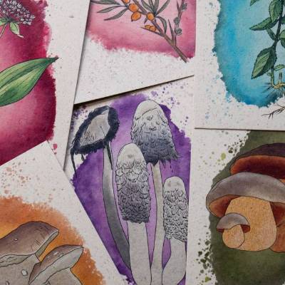 AQUARELL BOTANIK KARTEN Graspapier Pflanzen & Pilze, handgezeichnet, Grußkarten, Postkarten, botanische Zeichnungen