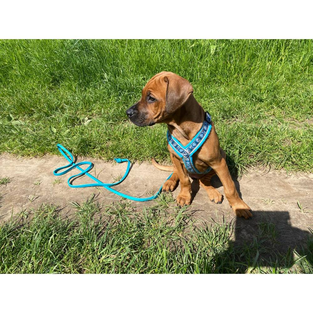 Welpenleine aus Fettleder geflochten in 10 Farben, Lederleine fr Welpen 2  Meter, Leine Hund, Hundeleine, Schleppleine
