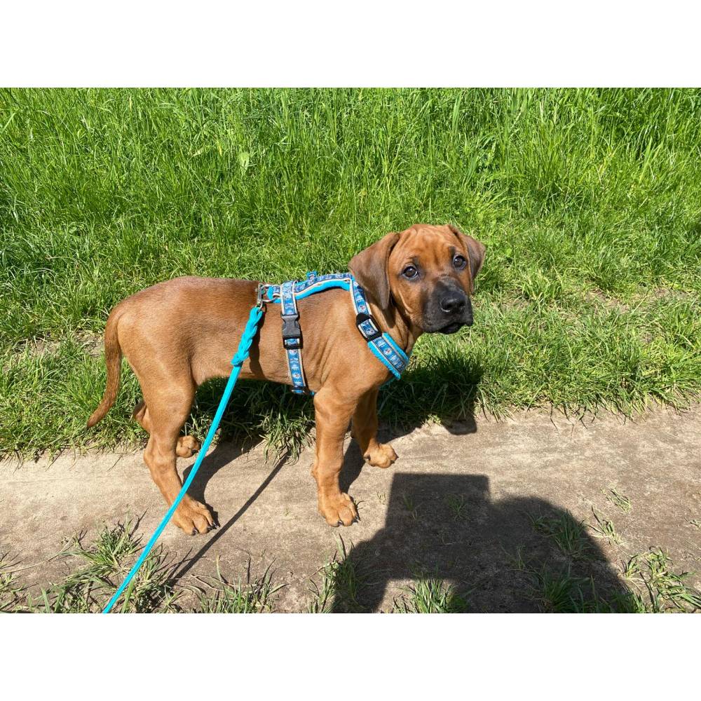 Welpenleine aus Fettleder geflochten in 10 Farben, Lederleine fr Welpen 2  Meter, Leine Hund, Hundeleine, Schleppleine