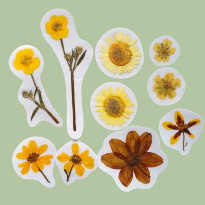 Natursticker Pflanzenaufkleber – Echte botanische Herbarium Sticker gelb, handgemacht