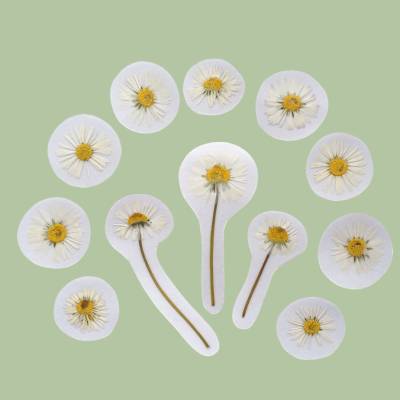Natursticker Pflanzenaufkleber – Echte Botanische Aufkleber Gänseblümchen Herbarium Sticker Set
