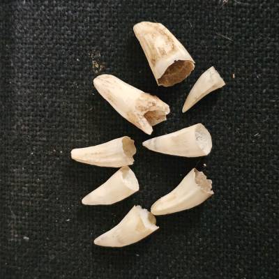 8 kleine Wildschweinzähne – naturbelassen, kein Plastik, original Größe